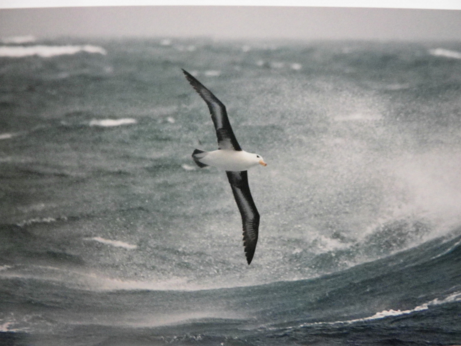 albatros cap horn