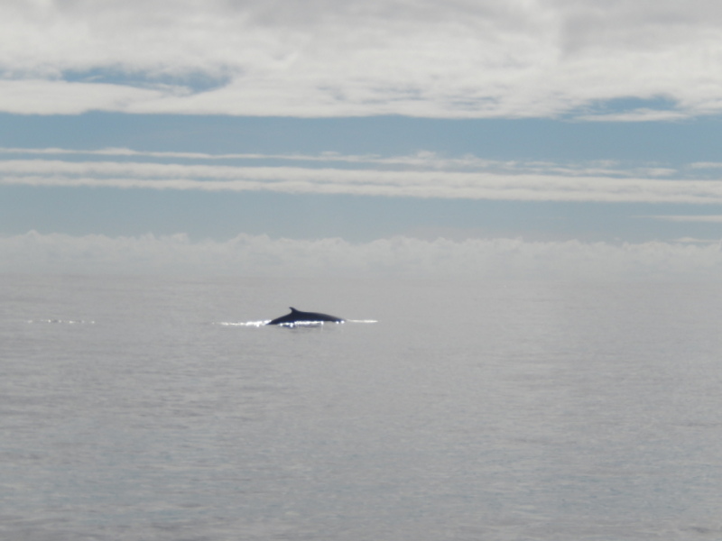 baleine (2)