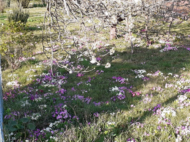 tapis de primevères