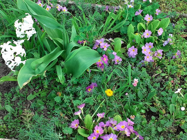 violettes & jacinthes