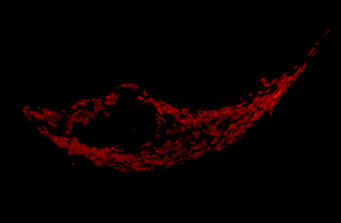 One cell, and all its included mitochondria