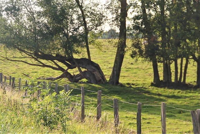 arbres amoureux