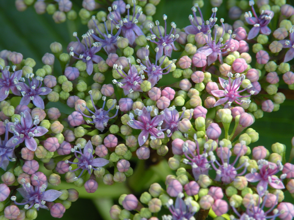 Hydrangea