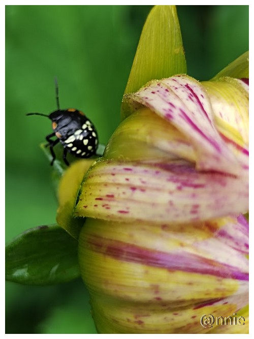 BOUTON DE DAHLIA AVEC INSECTE