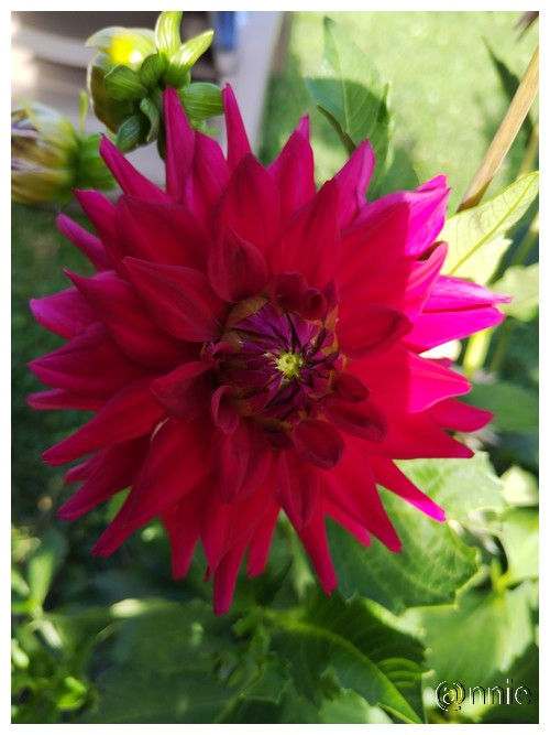 dahlias rouge