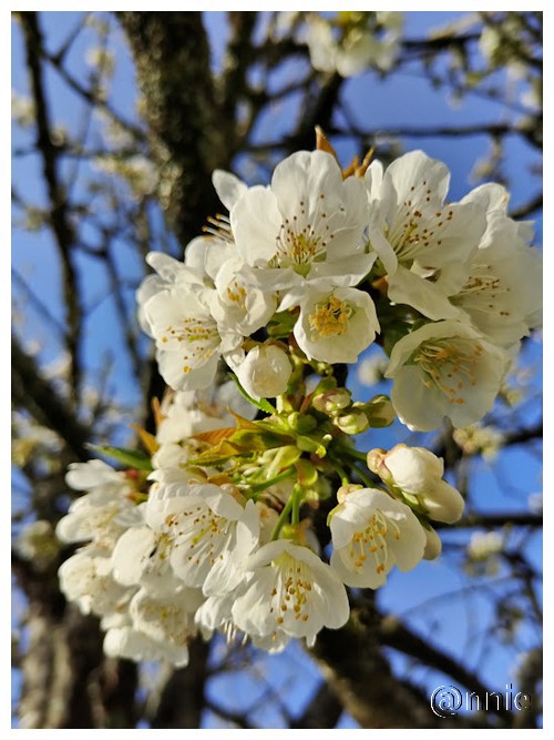 FLEUR DE CERISIER