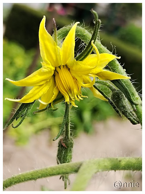 LA FLEUR DE TOMATE