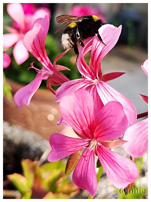 LE BOURDON A CHEVAL SUR UN GERANIUM