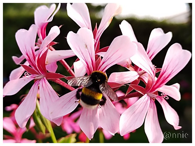 LE BOURDON SUR UNE FLEUR