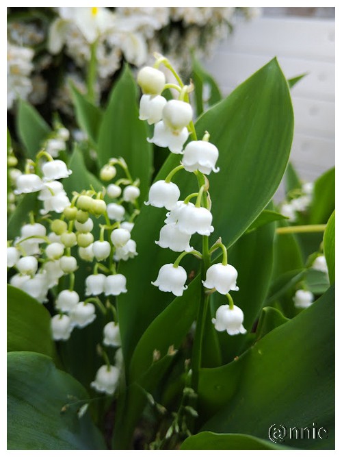 LE MUGUET