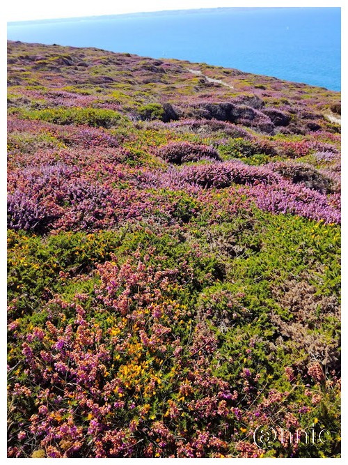 les fleurs a la mer