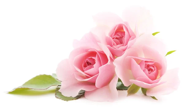 depositphotos_51472309-stock-photo-pink-roses