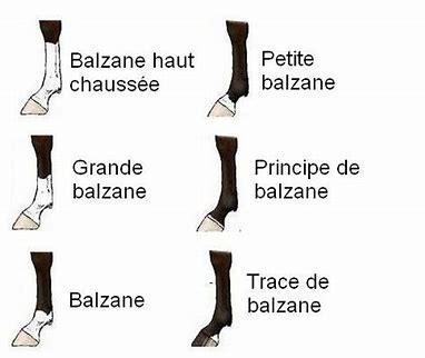 Balzanes