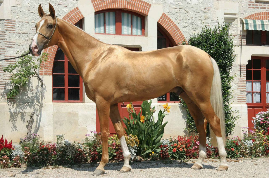 Par exemple ce cheval (Akhal téké doré)