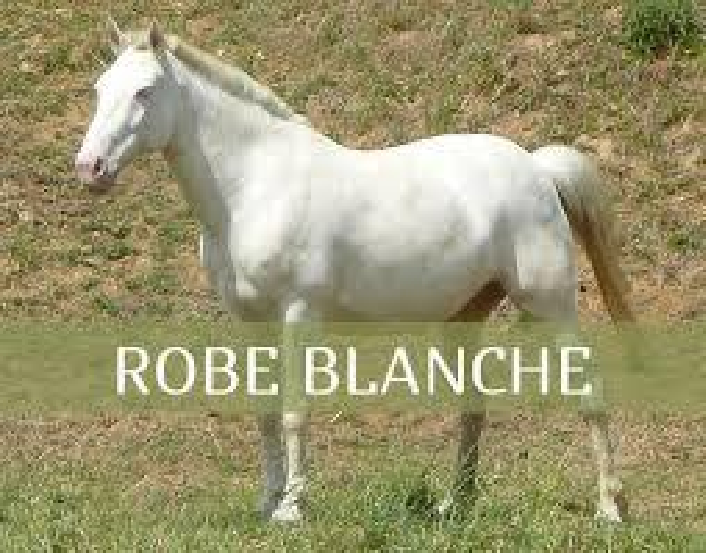 Photo-cheval-robe-blanche