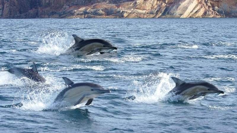 groupe de dauphins.jpg