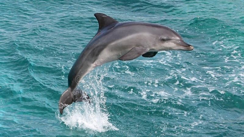 dauphin sautant.jpg