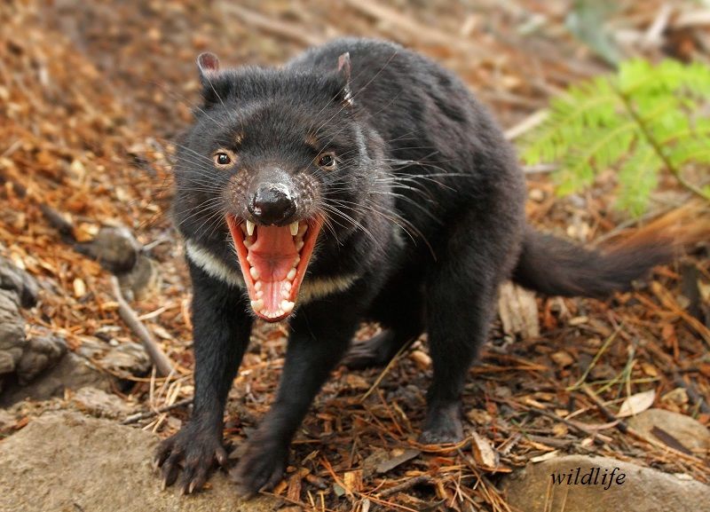 Tasmanian-Devil-cute.jpg