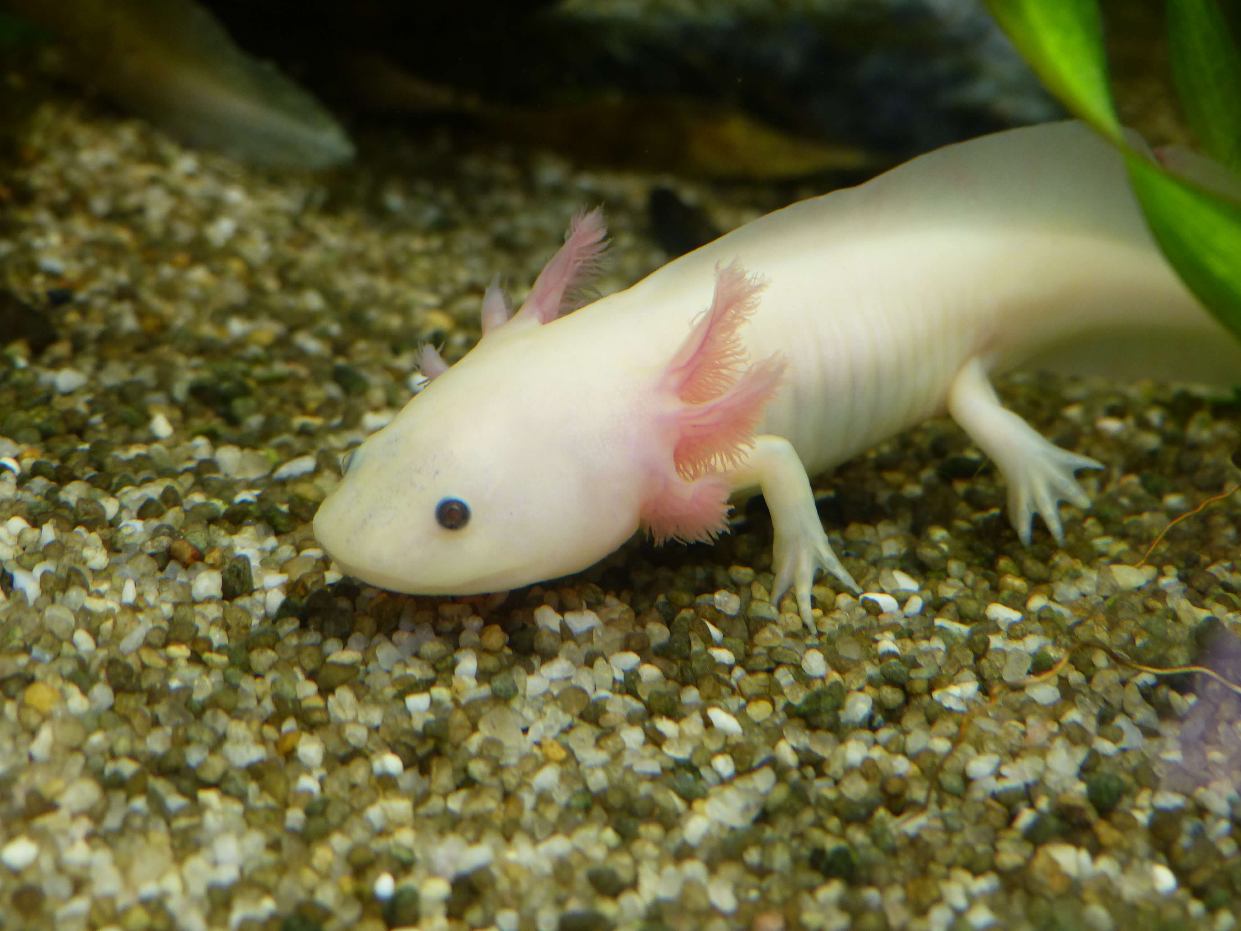 Axolotl blanc image du site Les jardins animaliers Biotropica