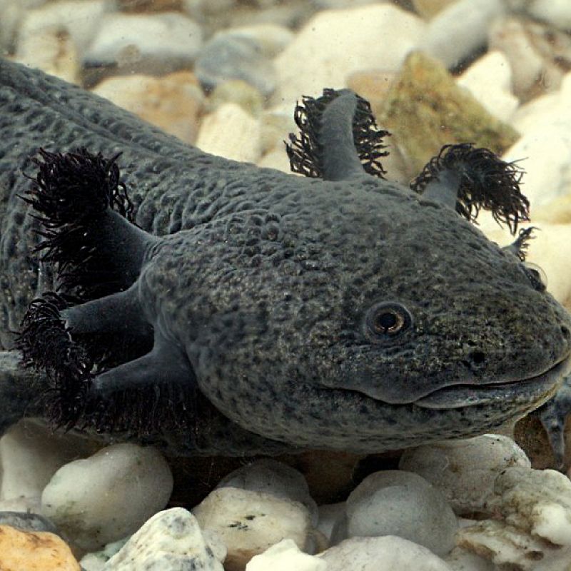 Axolotl noir image du site Aquariofil