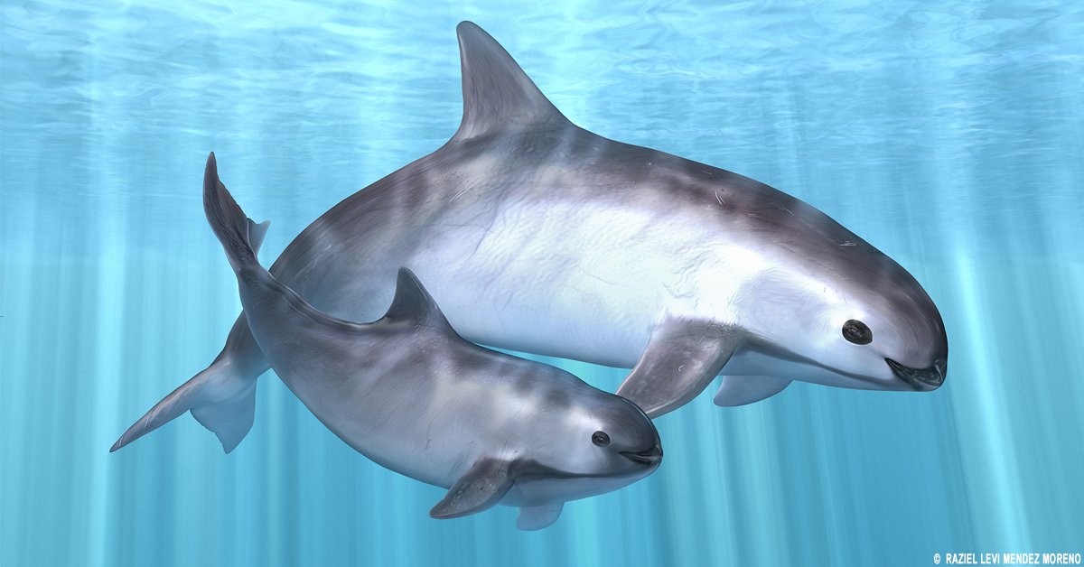 Dessin vaquita