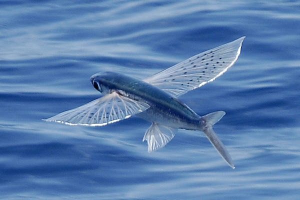 Exocet (poisson volant) image du site Our Wild World