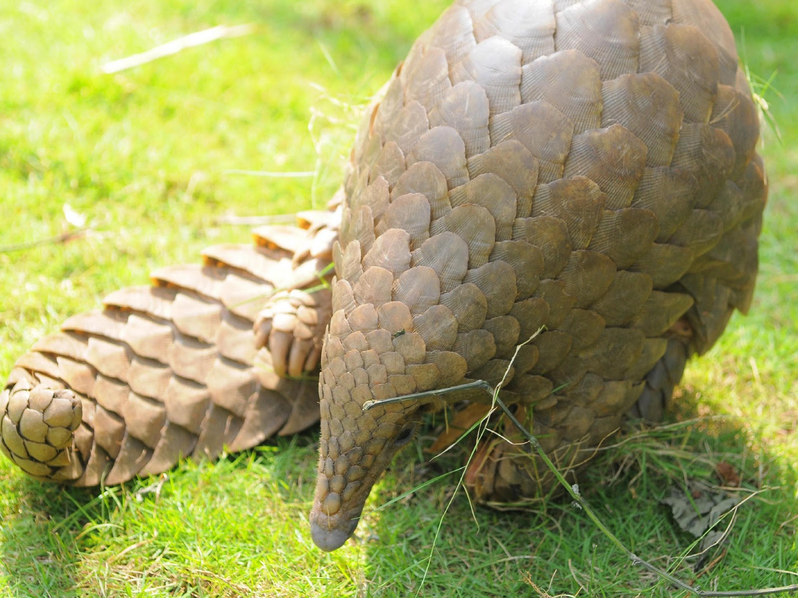 Pangolin 2 du site Encyclopedia of animal and pictures