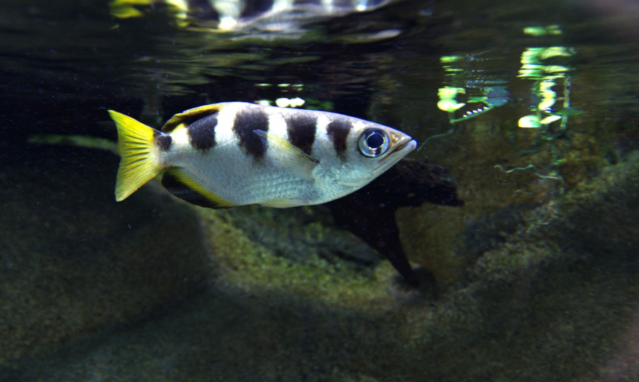 Poisson archer ou toxote image du site Aquarium tropical