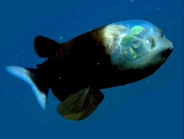 Poisson revenant image du site Wiki Reino Animalia