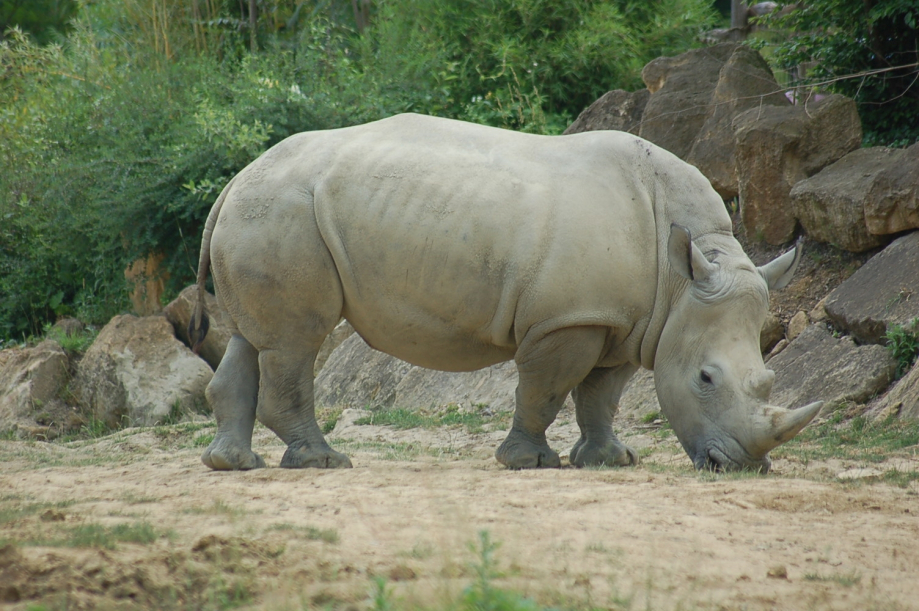 Rhinocéros blanc du nord du site Christorama