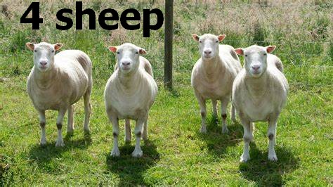 sheep