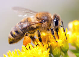 Combien de temps vit une abeille ? Julia, 10 ans - Images Doc