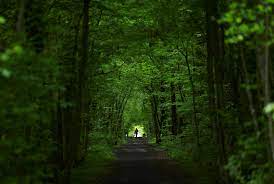 Le Monde Environnement et Sciences - Dans le bois Durand, à Ferney-Voltaire  (Ain). Qu'on se le dise, les Français aiment leurs forêts ! On estime à  environ 600 millions le nombre d'incursions