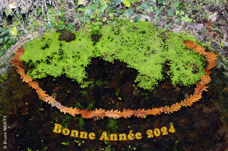 Bonne Année 2024 - Land Art - Lentilles d\\\'eau, feuiles de chênes - 