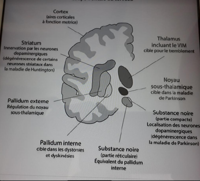cerveau 2