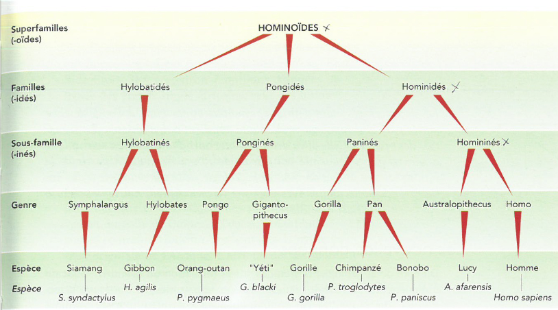 hominoides