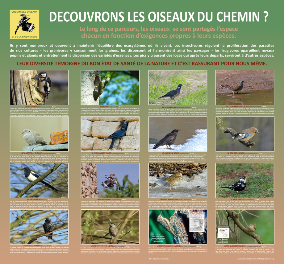 OISEAUX 1°°° - TdN