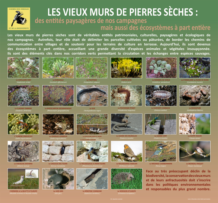 VIEUX MURS DE PIERRE °°° -TdN copie