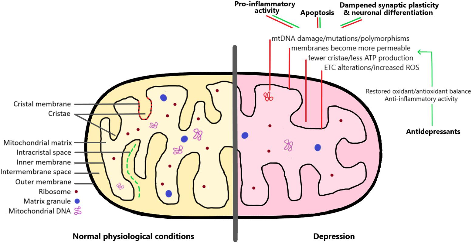 Brain Mitochondria -Normal on left and depressed state on right