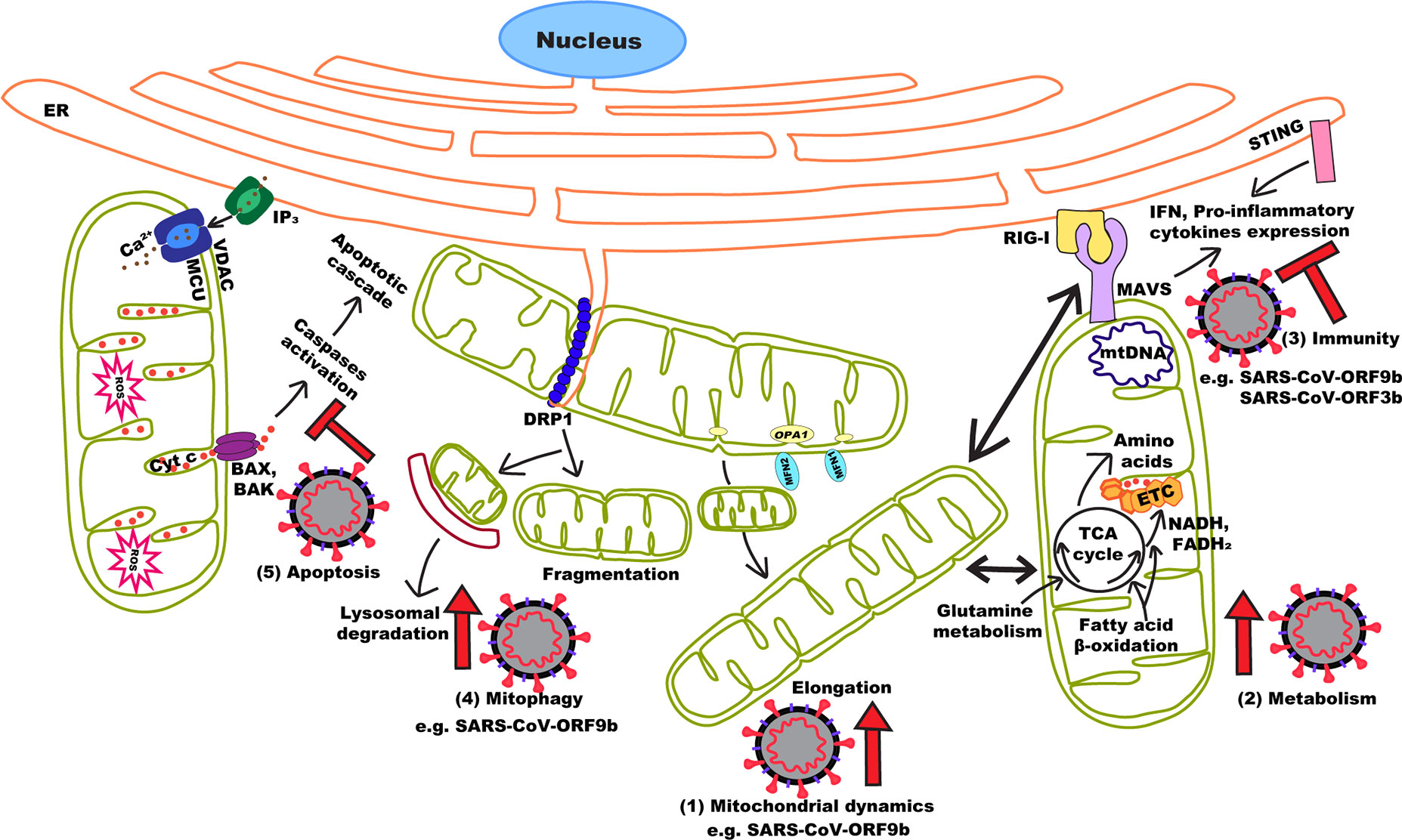 Mitochondrail effects of SARS-CoV-2