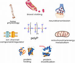 PolyP functions