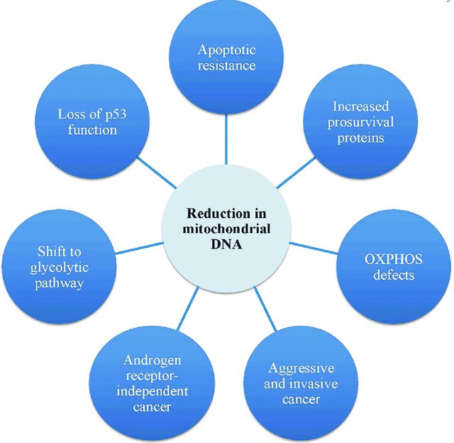 Reduction in mitochondrial DNA and disease