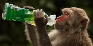 Rhesus drinking