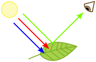 Why leaves are green until chromophores break down and stop absorbing red and blue