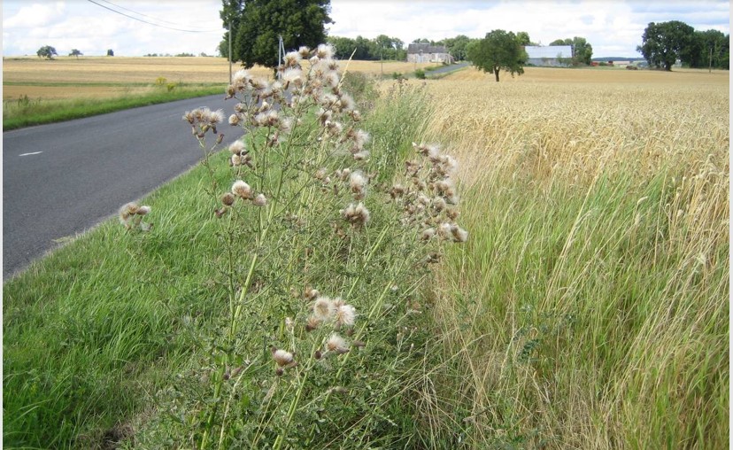 chardons des routes