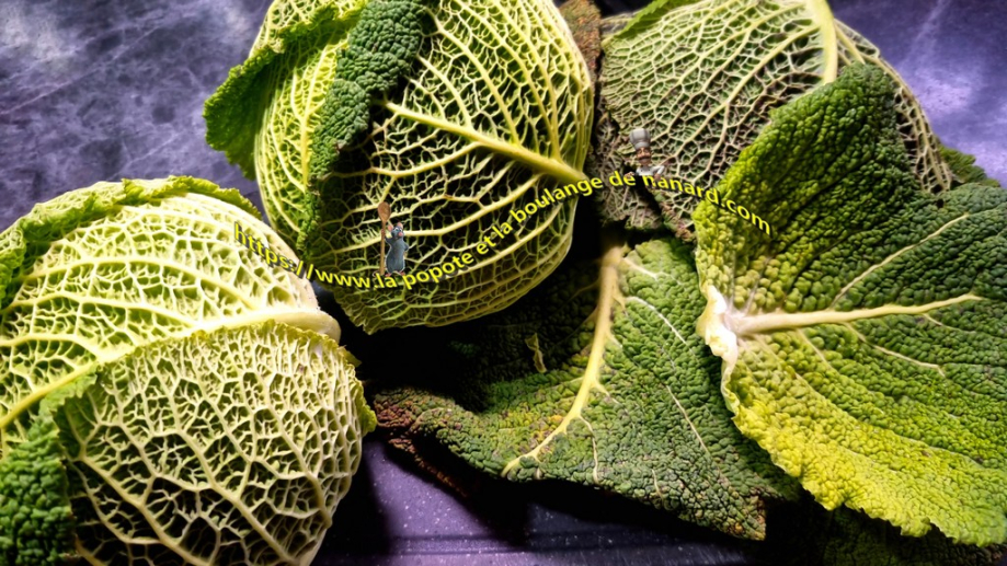 Enlever les premières feuilles des choux verts