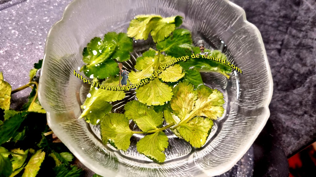 Réserver quelques belles feuilles de coriandre dans un ravier d\\\'eau froide