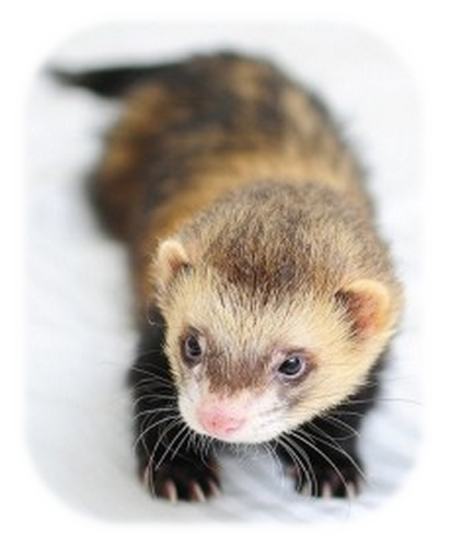 A D furet  2