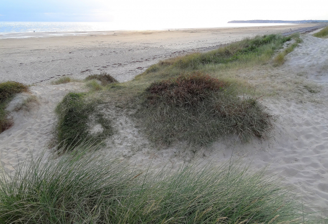 ... dunes ... (Portbail)