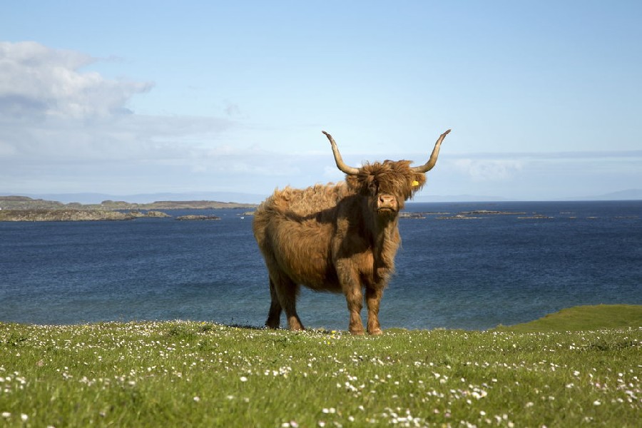 s_iis_a_highland_cow_near_port_ellen_on_the_isle_of_islay_inner_hebrides_copyright_paul_tomkins_visitscotland